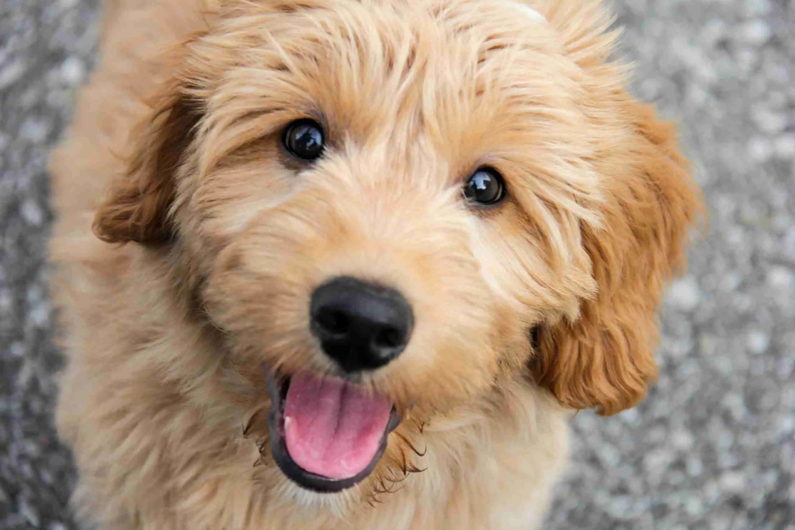Dog-Friendly Beach Vacation